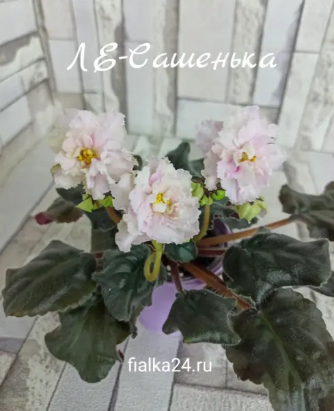 le-sashenka-2-325645
