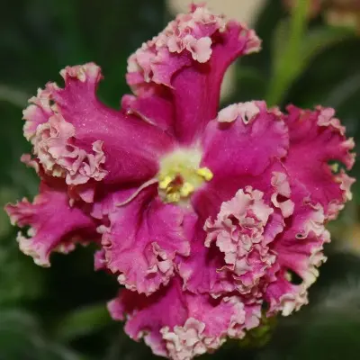 le-shantal-7-318607