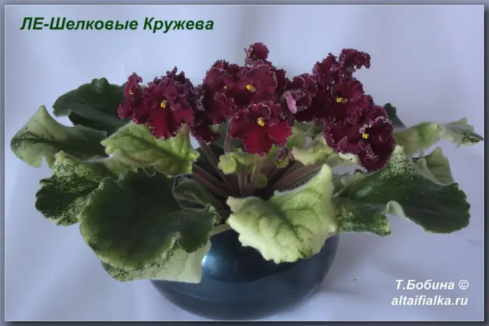 le-shelkovye-kruzheva-3-324272
