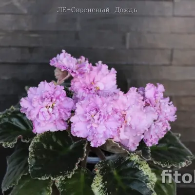 le-sirenevyy-dozhd-8-318157