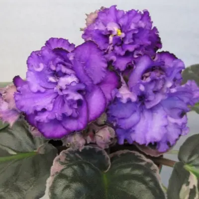 le-svetlana-3-318319