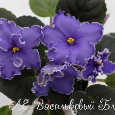 le-vasilkovyy-blyuz-9-320515