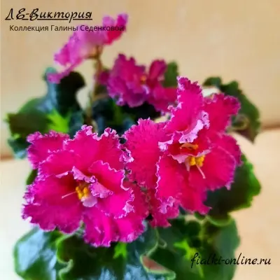 le-viktoriya-8-326035