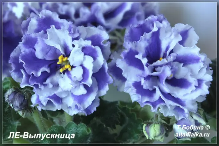 le-vypusknitsa-1-331150