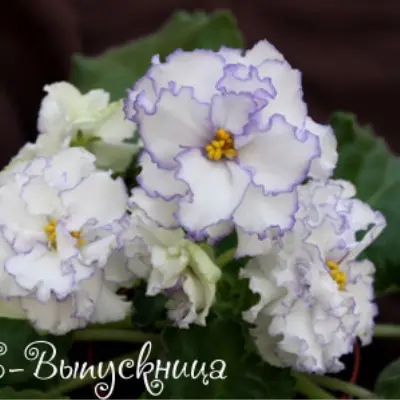 le-vypusknitsa-6-331150