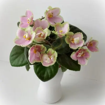 le-yarita-5-325963
