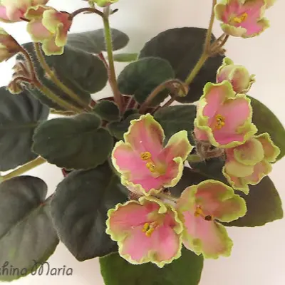 le-yarita-6-325963