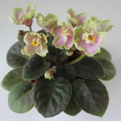 le-yarita-9-325963