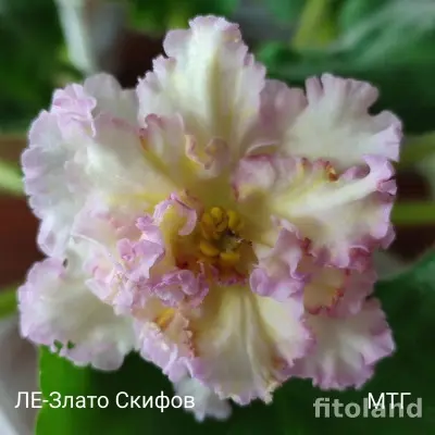 le-zlato-skifov-9-315922