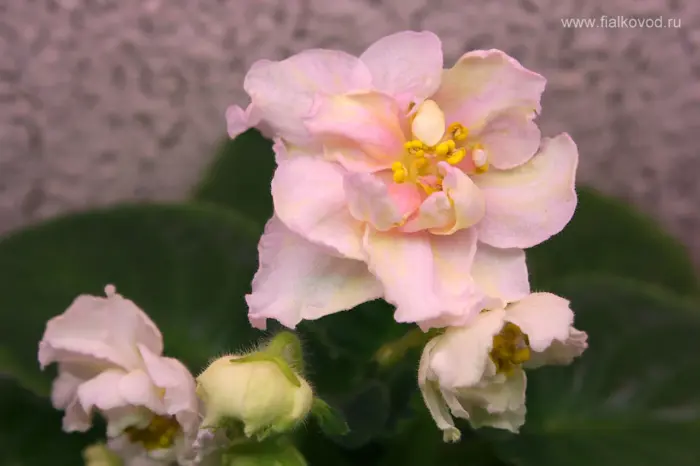 le-zolotaya-liliya-1-318559