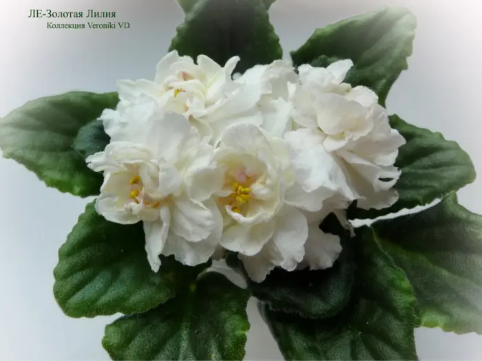 le-zolotaya-liliya-2-318559