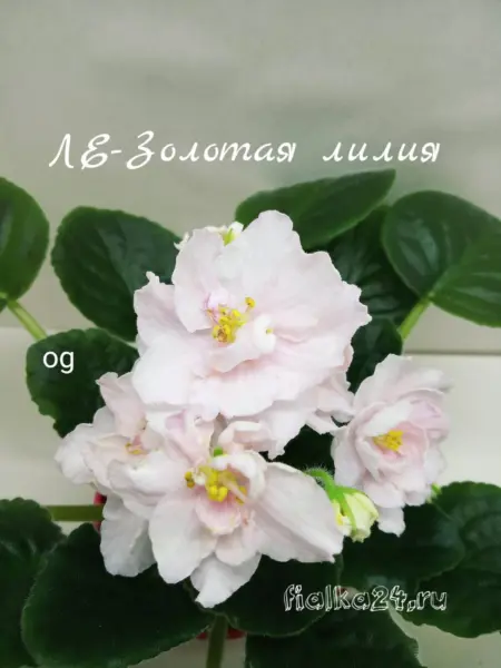 le-zolotaya-liliya-3-318559