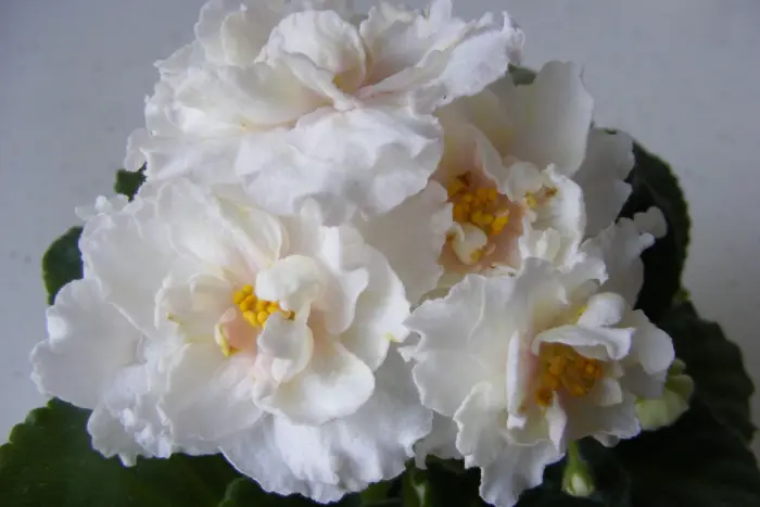 le-zolotaya-liliya-4-318559