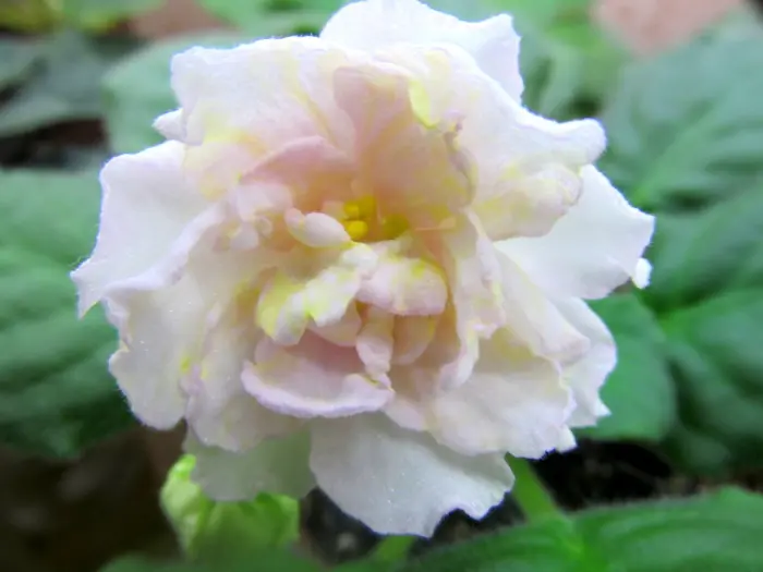 le-zolotaya-liliya-5-318559