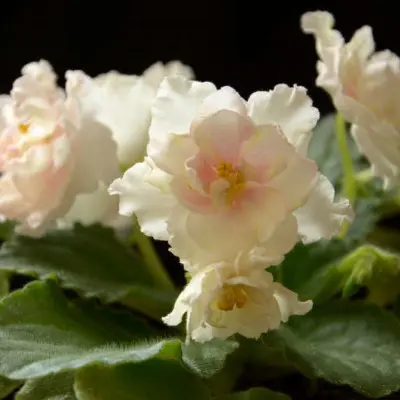 le-zolotaya-liliya-7-318559