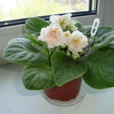 le-zolotaya-liliya-8-318559