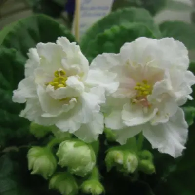le-zolotaya-liliya-9-318559