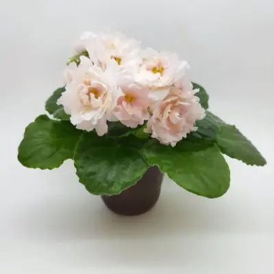 le-zolotaya-liliya-main-318559