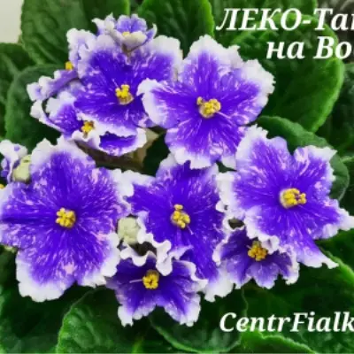 leko-tantsy-na-vode-8-328803