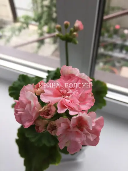 leona-faverol-1-335908