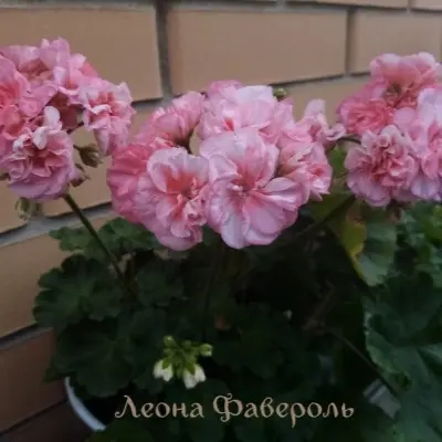 leona-faverol-10-335908