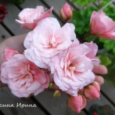 leona-galaktika-1-337957