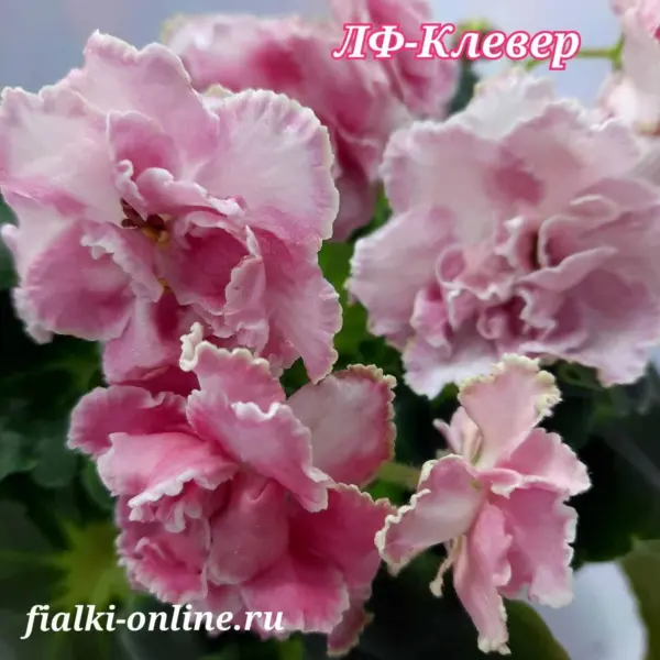 lf-klever-2-318329