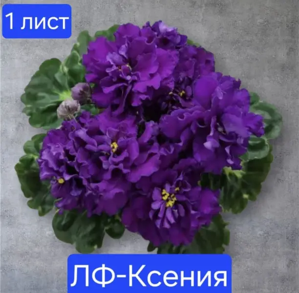 lf-kseniya-3-315729