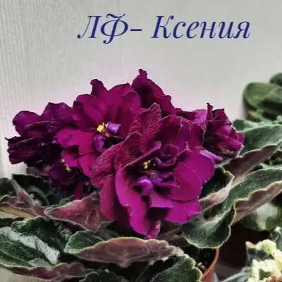 lf-kseniya-5-315729