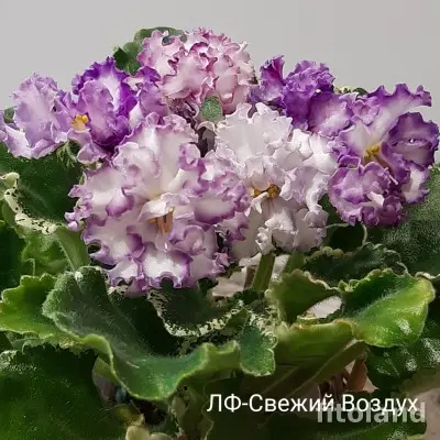 lf-svezhiy-vozduh-6-328076