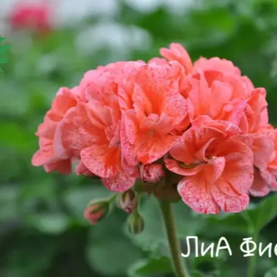 lia-fiesta-2-341001
