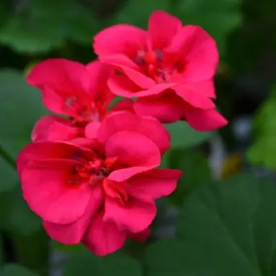 lia-molfarka-main-337981
