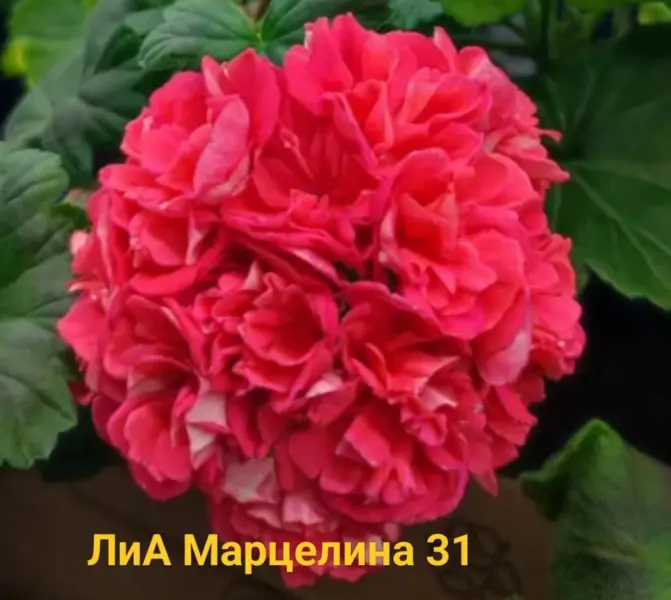 lia-zhar-ptitsa-4-333652