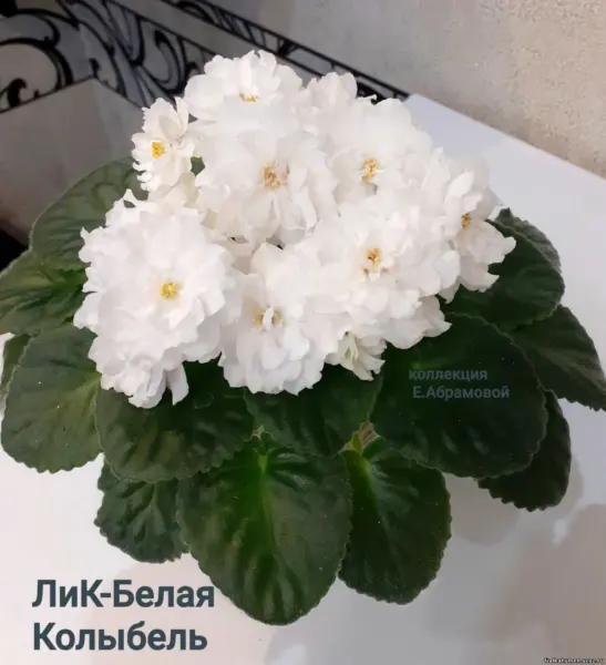 lik-belaya-kolybel-3-328001