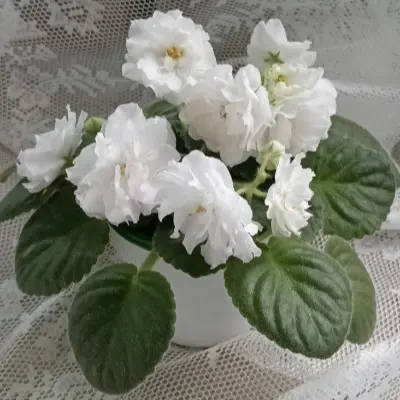 lik-belaya-kolybel-main-328001