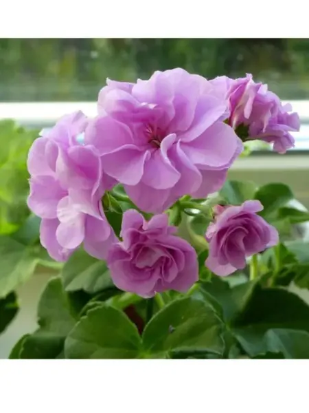 lilac-rose-1-333510