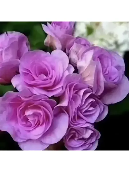 lilac-rose-2-333510