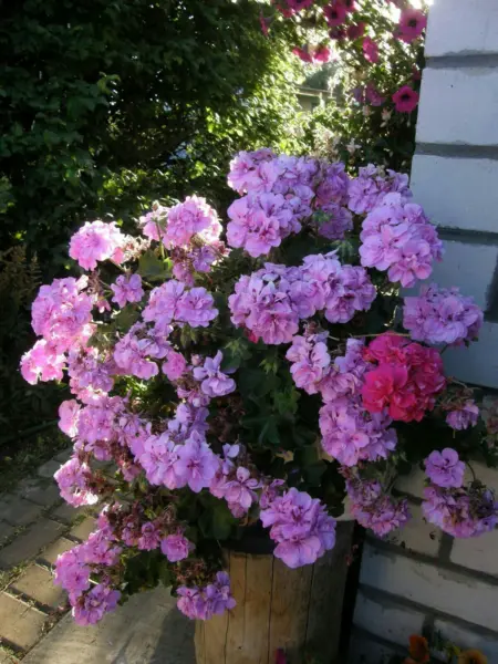 lilac-rose-3-333510