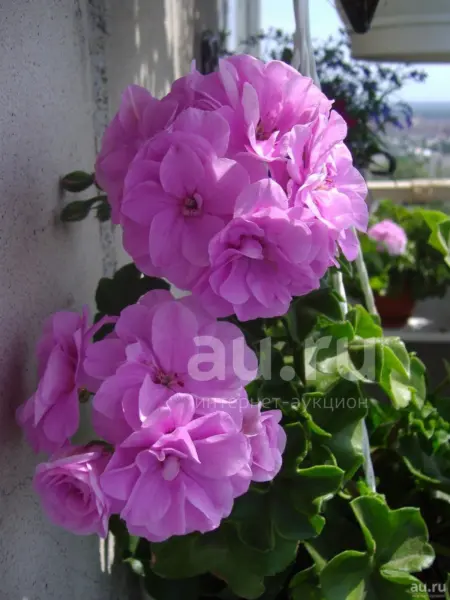 lilac-rose-4-333510
