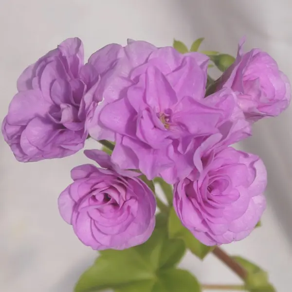 lilac-rose-5-333510
