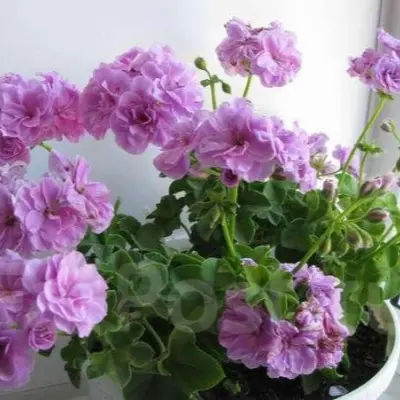 lilac-rose-6-333510