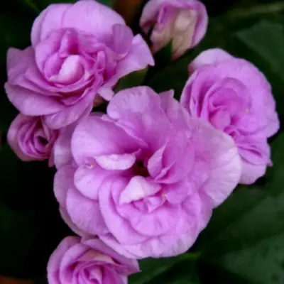 lilac-rose-8-333510