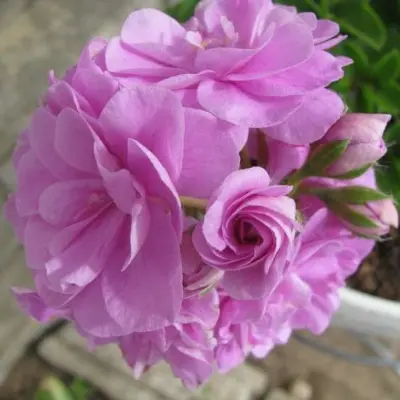 lilac-rose-9-333510