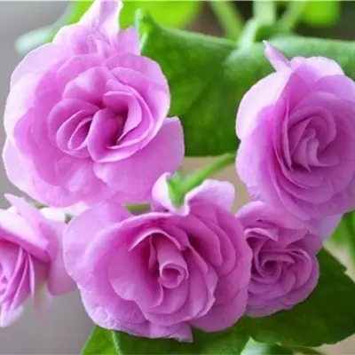 lilac-rose-main-333510