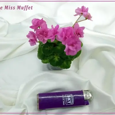 little-miss-muffet-5-316172
