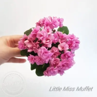 little-miss-muffet-8-316172