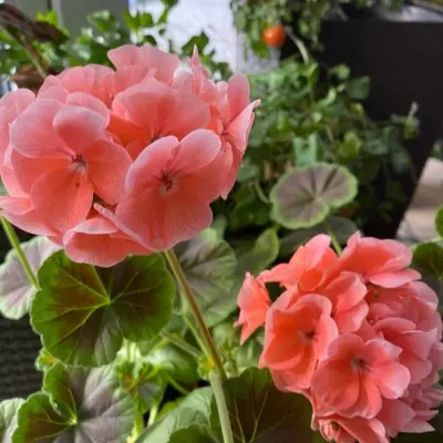 lyustra-miks-6-339223