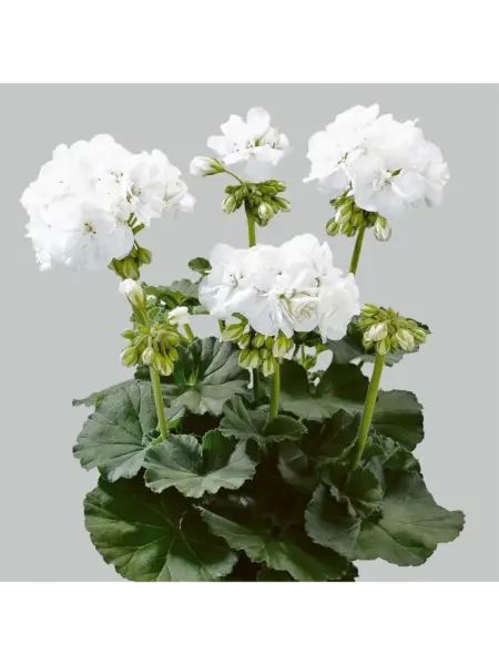 lyustra-vayt-1-336534