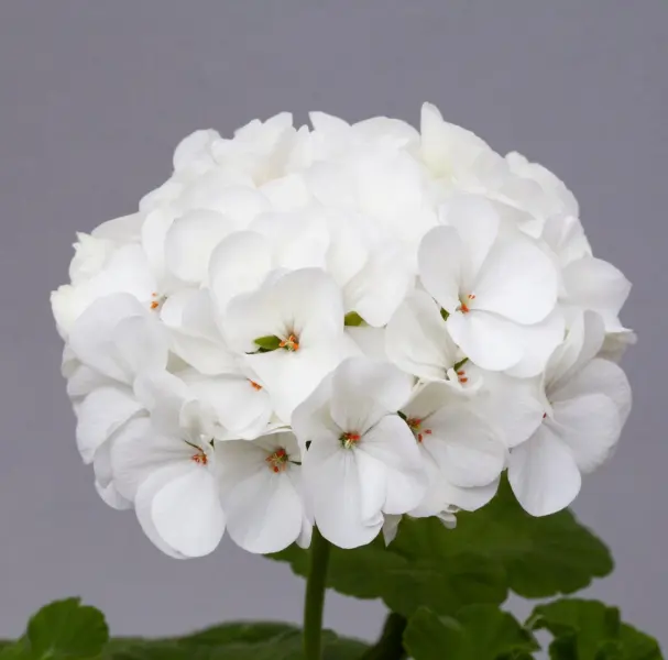 lyustra-vayt-4-336534