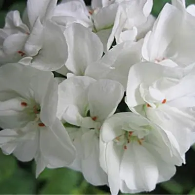 lyustra-vayt-6-336534